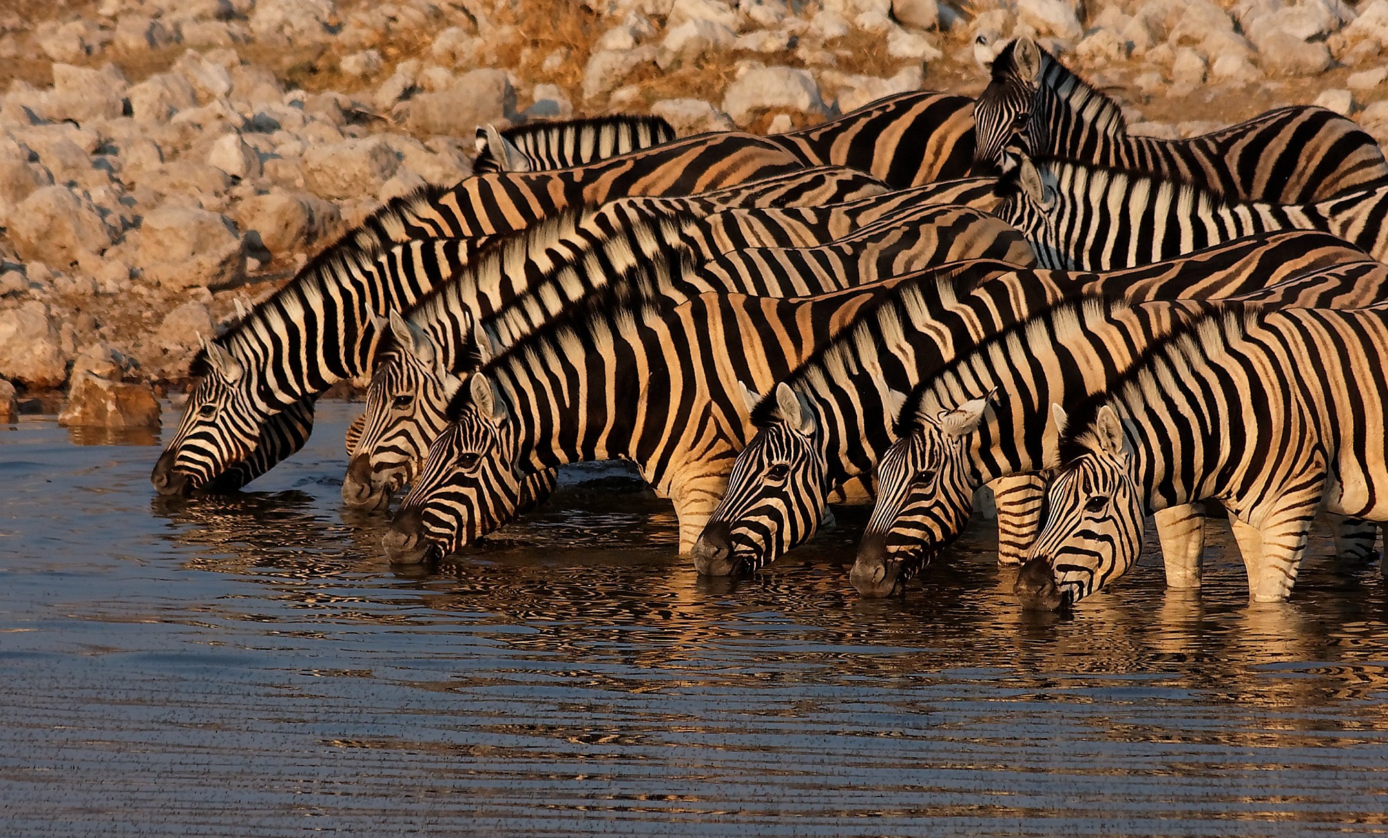 Dal Capo a Windhoek Desert Tour