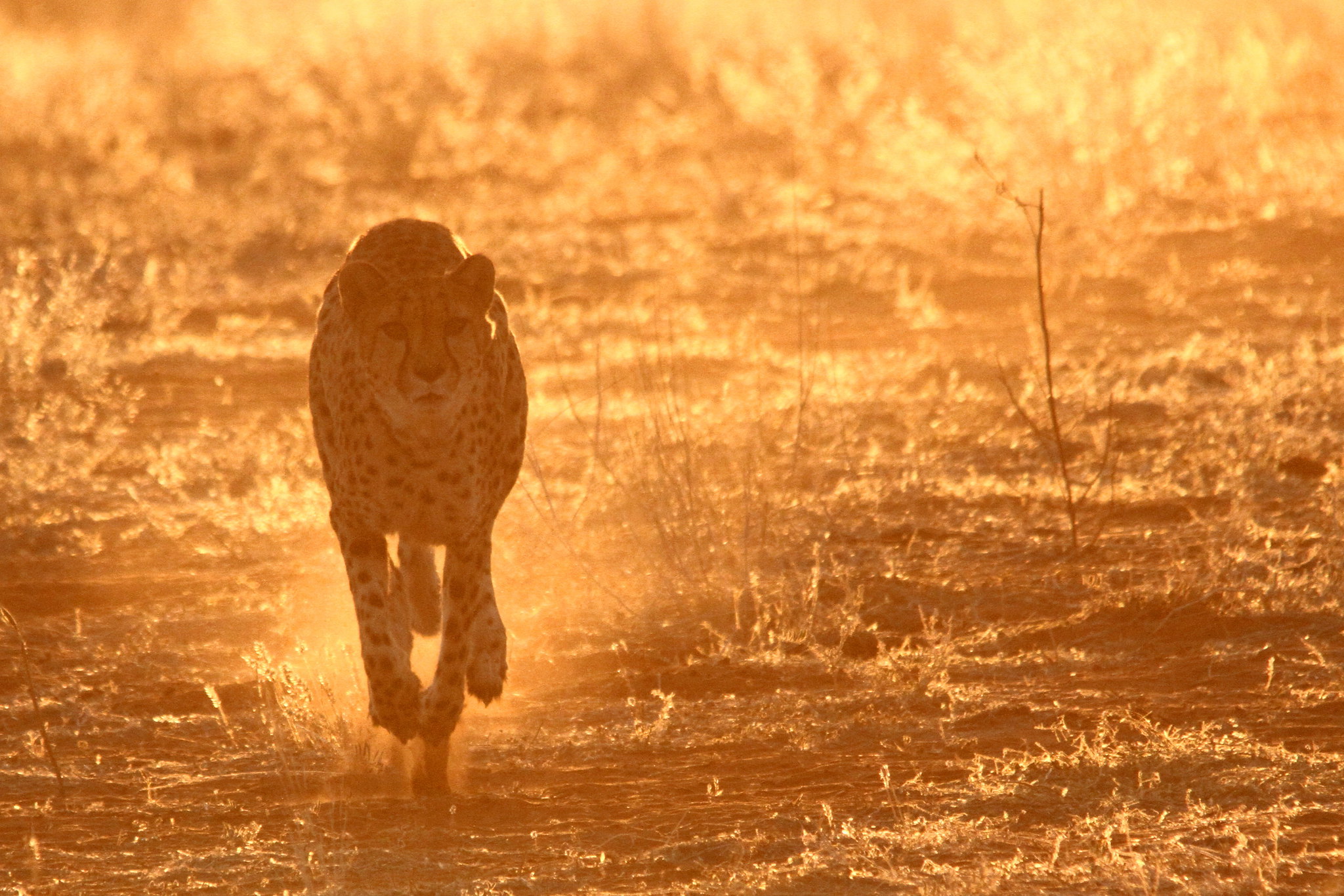 Namibia e Botswana Deserto e Delta