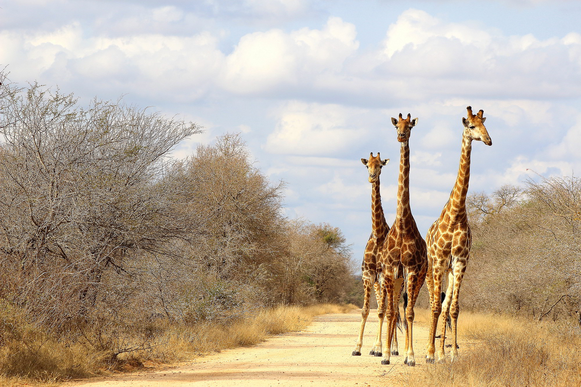 safari tanzania o sudafrica