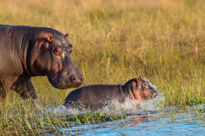 Zambia, Malawi e Mozambico