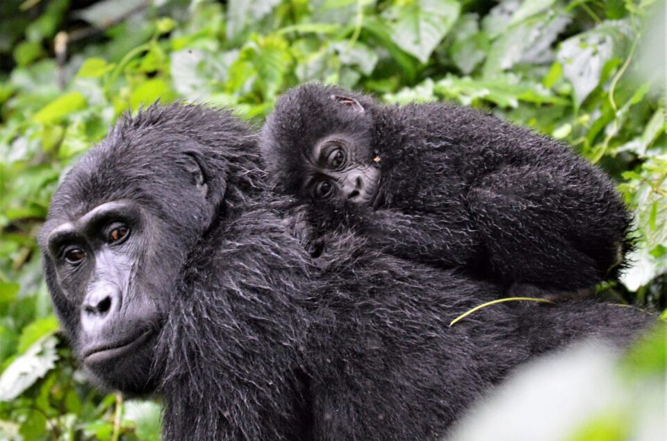 I gorilla di montagna dell’Uganda