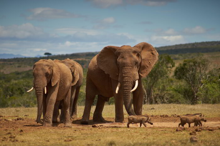 Kenya Safari e Mare