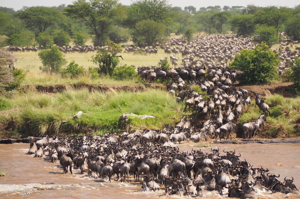 La Grande Migrazione – Serengeti e Masai Mara