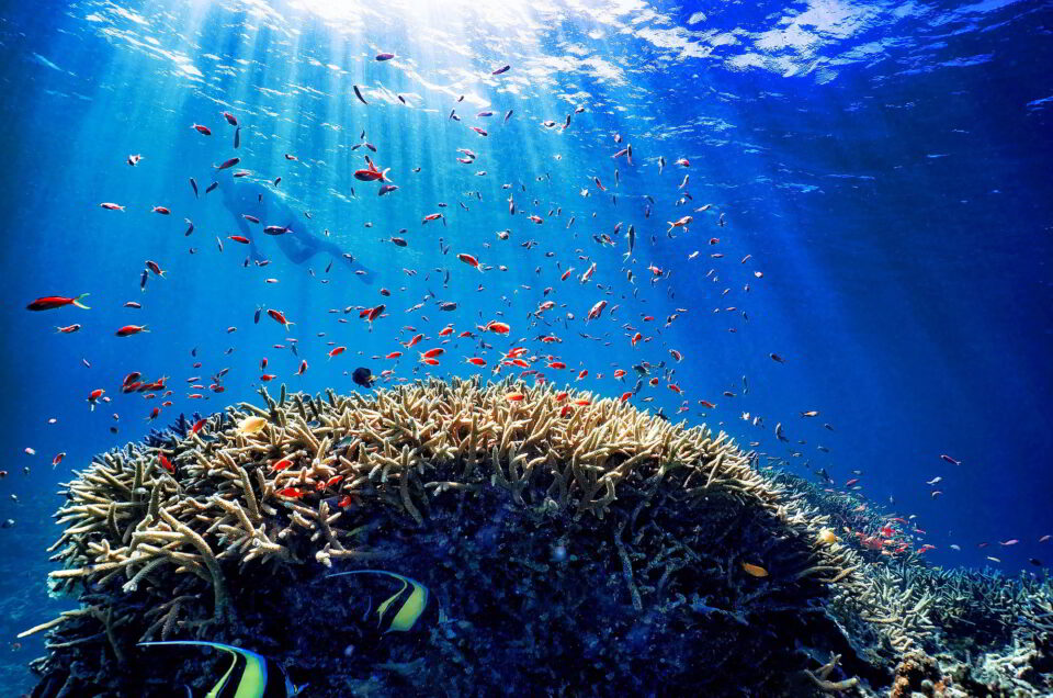 Seychelles: nuovo percorso subacqueo