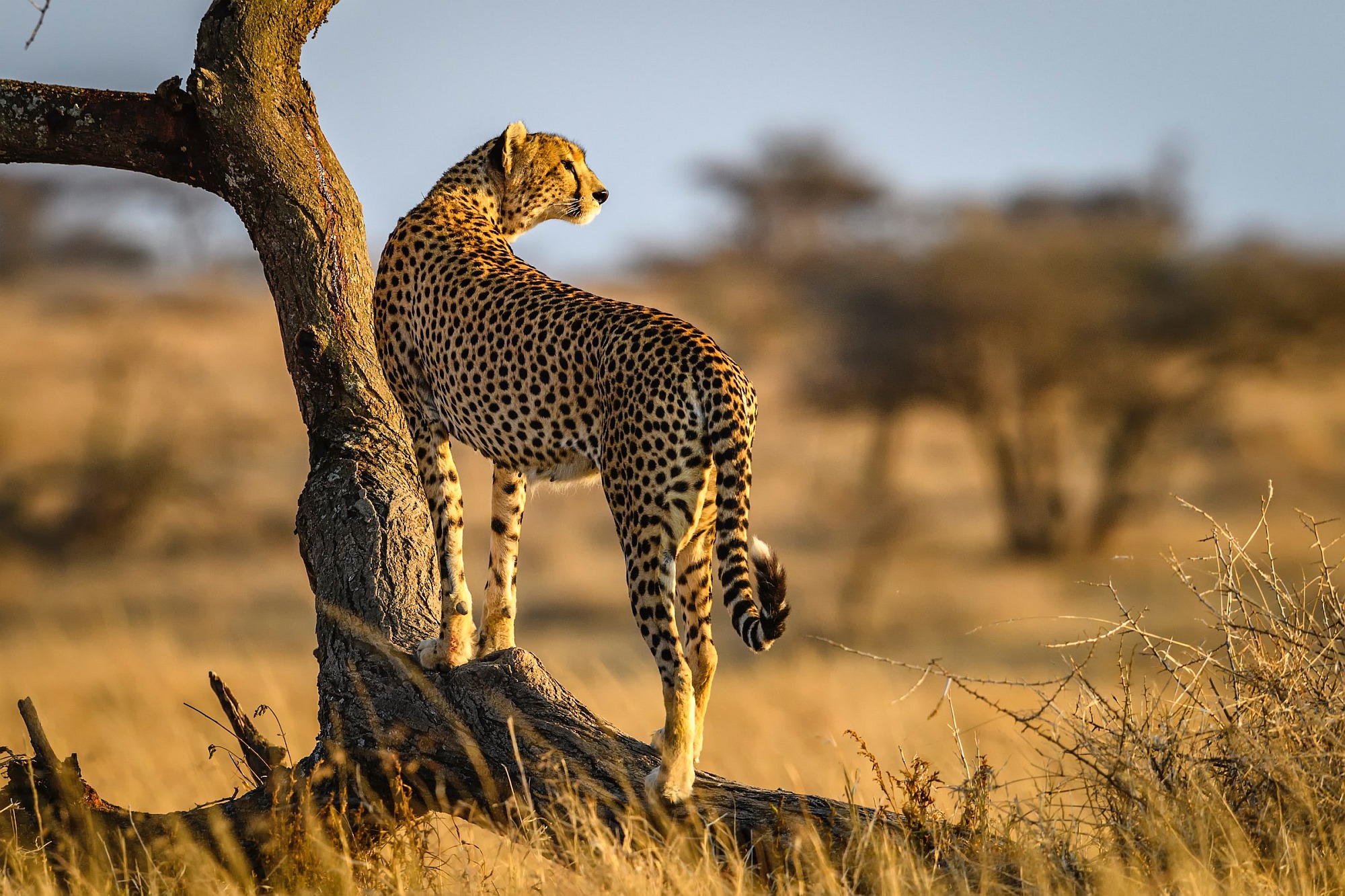 Tanzania