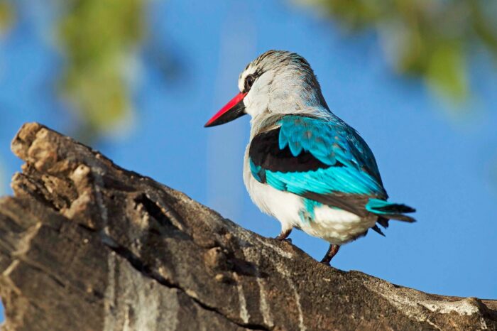 Botswana Privato Lodge