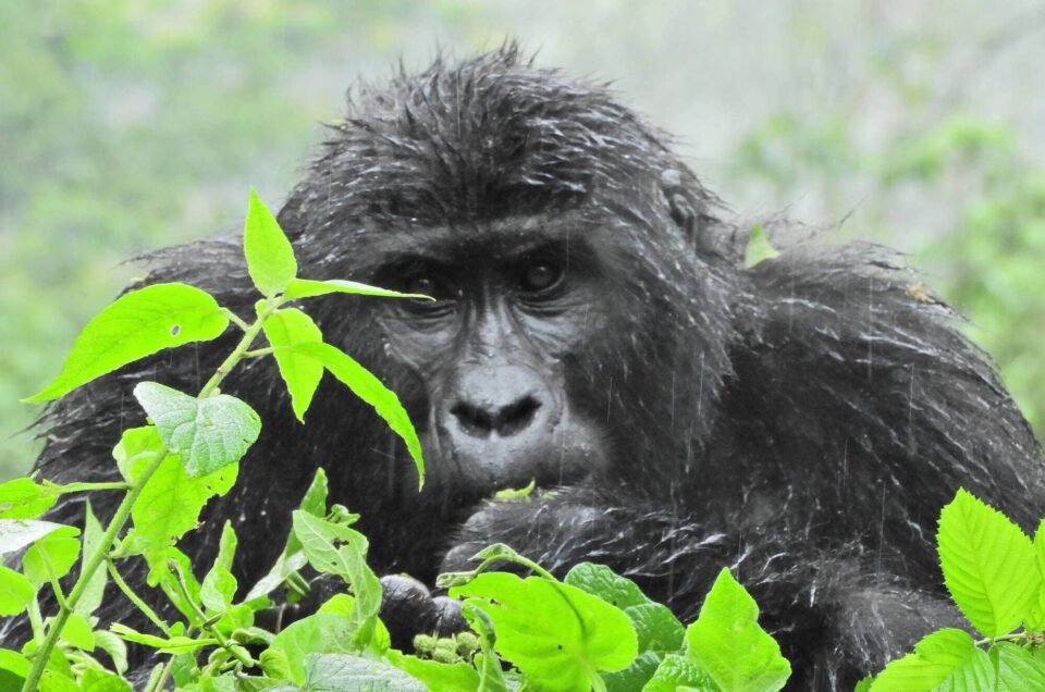 Uganda